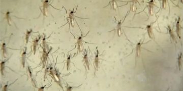 달라스 카운티 웨스트나일 바이러스 감염 2명 사망