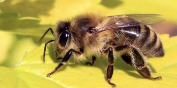 꿀벌 독, 악성 유방암 세포 100% 제거