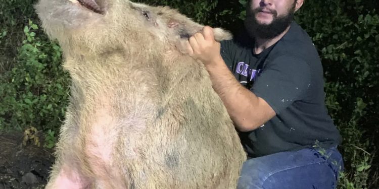 샌안토니오에서 411파운드 야생 맷돼지 포획 … “텍사스 전체 150만 마리 이상”