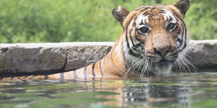 낙스빌 동물원 호랑이, 코로나19 감염… “사람으로부터 감염 추정”