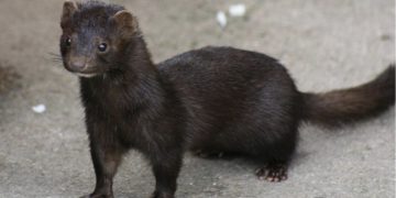 ‘밍크’ 사체에서 코로나 바이러스 나와 … “인간의 코로나19와 같은 종류”