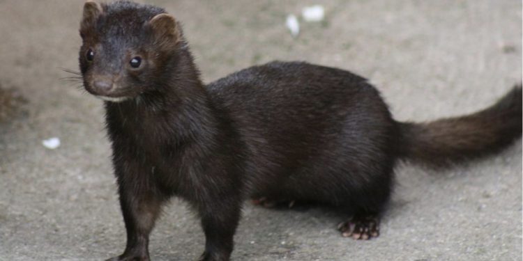 ‘밍크’ 사체에서 코로나 바이러스 나와 … “인간의 코로나19와 같은 종류”