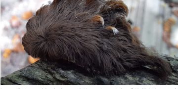 “이렇게 생긴 애벌레 절대 만지지 마세요”…만지기만 해도 화상과 같은 통증