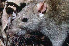 애틀란타, 달라스, 휴스턴 ‘쥐’ 많은 도시 상위랭크 ‘오명’