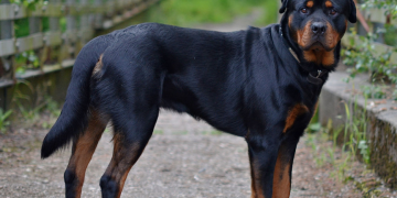 [뉴질랜드] 생후 1일된 신생아, 반려견에 물려 사망