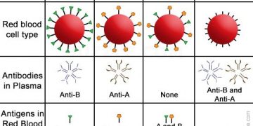 “혈액형 A 형, AB형 환자 예후가 더 나빠” … 새로운 연구결과 발표