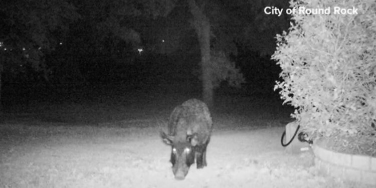 라운드락에 맷돼지때 출몰 …”주택가 잔디 파헤쳐”