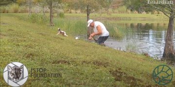 맨손으로 악어 입 벌려 반려견 구한 남성 … “어딜 감히”