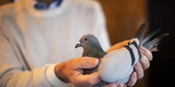 2살 된 비둘기 몸값이 ‘190만 달러’