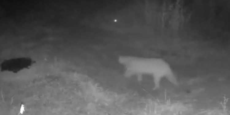 북텍사스에서 야생 퓨마(Mountain lion) 출몰