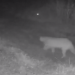북텍사스에서 야생 퓨마(Mountain lion) 출몰