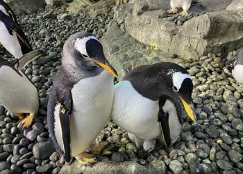 ‘입양한 알’ 부화시켜 애지중지 펭귄 부부? … “알고보니 수컷 게이 커플”