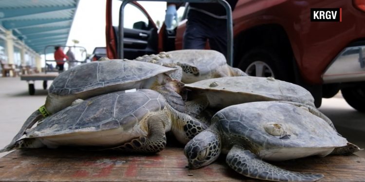 너무 추워서 바다거북도 기절했다 … “텍사스 해안가에서 4,500마리 구조”