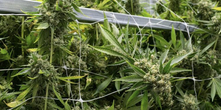 버지니아, 마리화나 합법화 최종결정 … “오는 7월부터 시행”