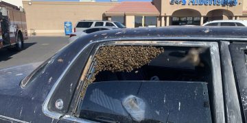 [사진뉴스] 장보고 나왔더니 만마리 이상 꿀벌이 무단승차