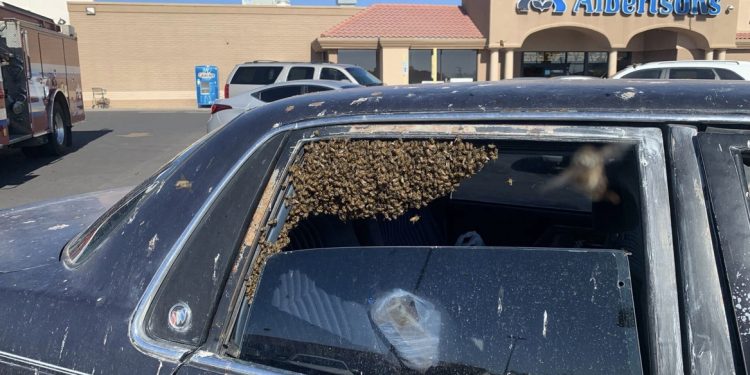 [사진뉴스] 장보고 나왔더니 만마리 이상 꿀벌이 무단승차