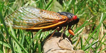 17년만에 깨어나는 매미떼 수조마리, 올 여름 미국을 뒤덮는다