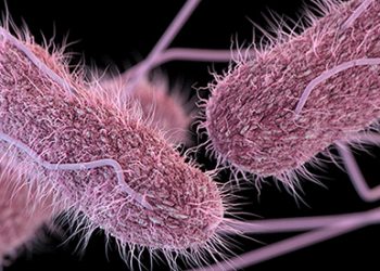 텍사스에서만 원인모를 살모넬라 감염 45건