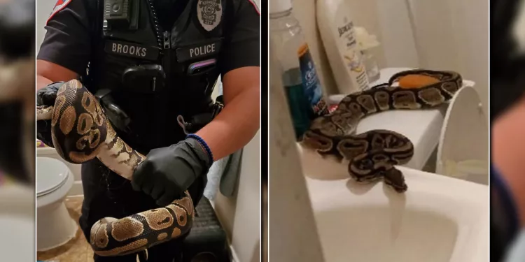 한밤중 화장실 변기 통해 들어온 비단뱀