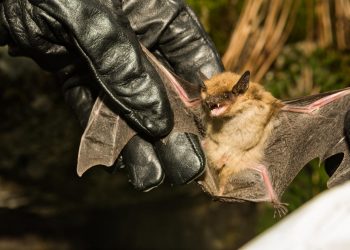 박쥐에 물린 80대 남성, ‘인간광견병’으로 사망