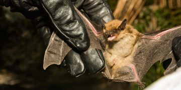 박쥐에 물린 80대 남성, ‘인간광견병’으로 사망