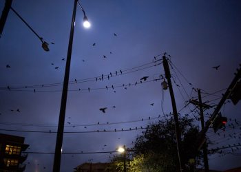 달라스, 휴스턴, 오스틴 “철새이동시기, 고층건물 조명 어둡게 해달라”