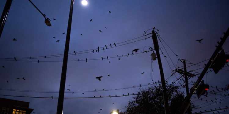 달라스, 휴스턴, 오스틴 “철새이동시기, 고층건물 조명 어둡게 해달라”