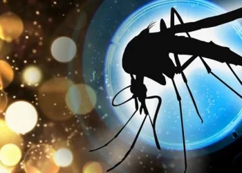 오스틴 남쪽(우편번호 78744), 웨스트 나일 바이러스 모기 발견