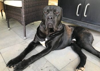 휴스턴 여성, 키우던 반려견에 목 물려 사망