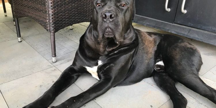 휴스턴 여성, 키우던 반려견에 목 물려 사망