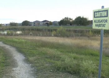 오스틴 주택가에서 악어 3마리 출몰, 반려견 죽은 채 발견