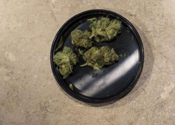 “소량의 마리화나 소지, 합법화하자”