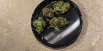 “소량의 마리화나 소지, 합법화하자”