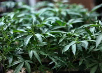 오스틴, 소량의 마리화나 소지 합법화 주민투표 상정 … ‘5월 7일 투표’