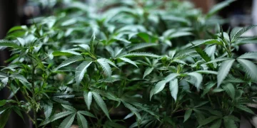 오스틴, 소량의 마리화나 소지 합법화 주민투표 상정 … ‘5월 7일 투표’