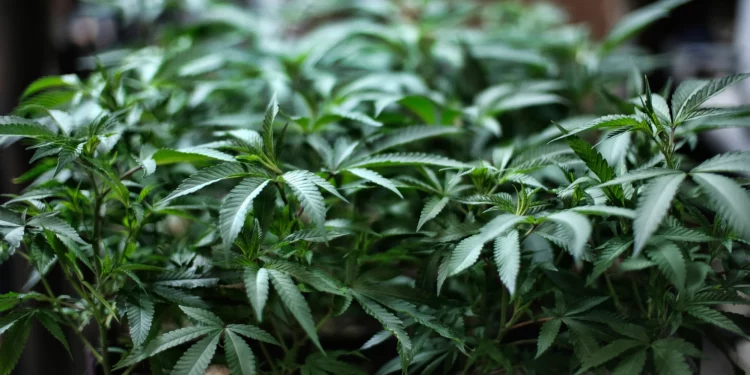 오스틴, 소량의 마리화나 소지 합법화 주민투표 상정 … ‘5월 7일 투표’