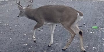 누군가 쏜 화살을 맞은 사슴들 … “일부러 겨냥해서 쏜 것”