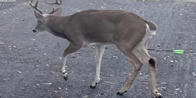 누군가 쏜 화살을 맞은 사슴들 … “일부러 겨냥해서 쏜 것”