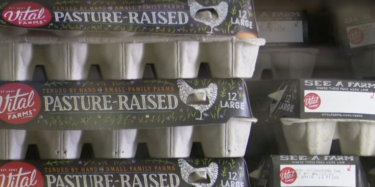 계란 가격 전년대비 25.5% 상승 … “계속 오를 것”