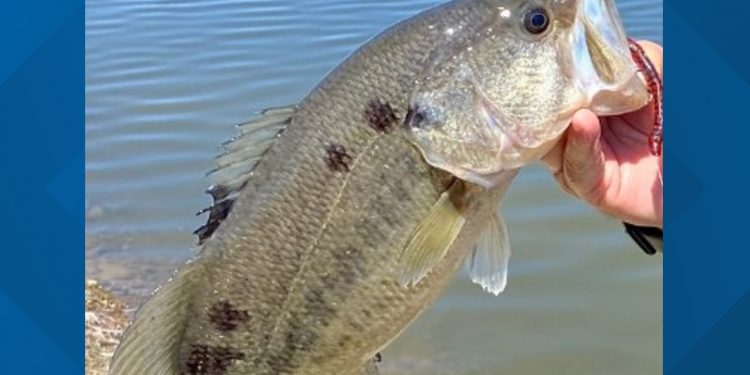 낚시하다 ‘먹물 반점’ 배스 발견? … “당국에 신고해주세요”