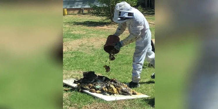 텍사스 남성, 수천마리 벌떼 공격받아