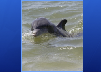 텍사스 남부 노스 파드레 섬, 공격성향 돌고래 출몰 ‘주의’