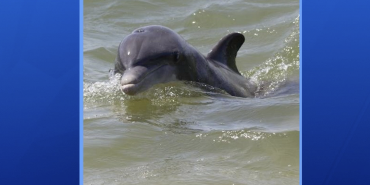 텍사스 남부 노스 파드레 섬, 공격성향 돌고래 출몰 ‘주의’