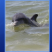 텍사스 남부 노스 파드레 섬, 공격성향 돌고래 출몰 ‘주의’