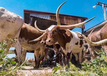 텍사스, 여행관련 산업에 보조금 푼다 … “최대 2만달러 일회성”