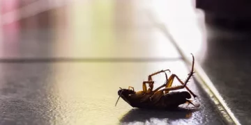미국에서 벌레가 가장 많은 도시는? … 달라스 1위, 애틀란타 2위