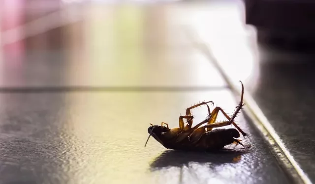 미국에서 벌레가 가장 많은 도시는? … 달라스 1위, 애틀란타 2위