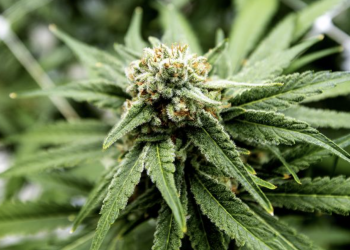 마리화나 흡연자, 담배흡연자보다 많아졌다