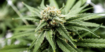 마리화나 흡연자, 담배흡연자보다 많아졌다