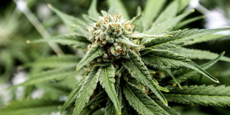 마리화나 흡연자, 담배흡연자보다 많아졌다